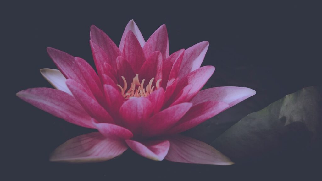 Meditation & Mindfulness Workshop